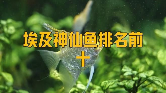 彩蝶埃及缸適合養(yǎng)哪些魚？