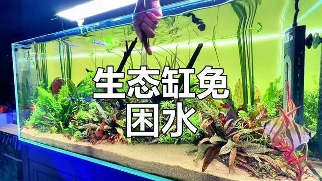 彩蝶埃及缸適合養(yǎng)哪些魚？