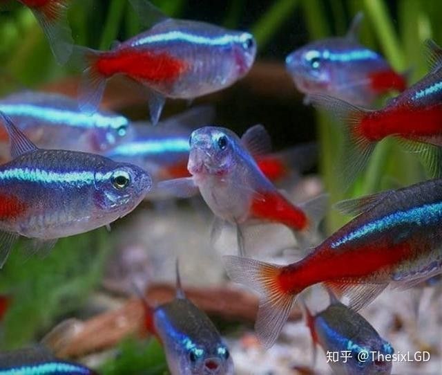彩蝶埃及缸適合養(yǎng)哪些魚？