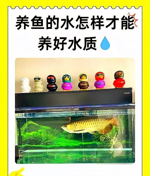 混養(yǎng)時如何避免水質(zhì)失衡？ 混養(yǎng)時如何避免水質(zhì)失衡？ 龍魚百科 第7張