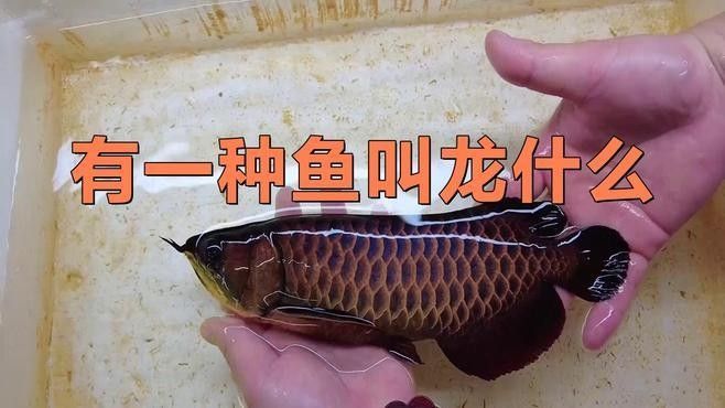 如何區分金龍魚和龍利魚（金龍魚和龍利魚的區別）