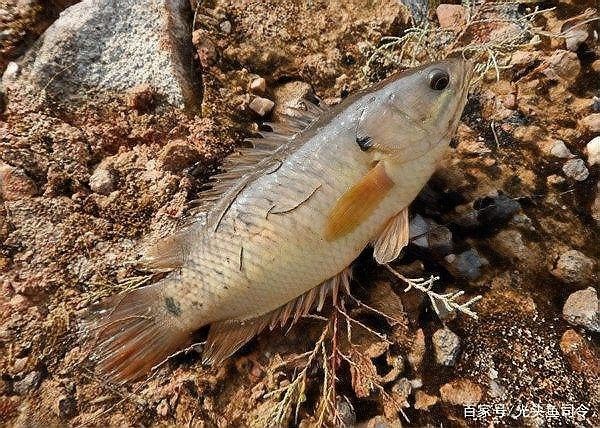 過山龍魚具體指哪種魚類？