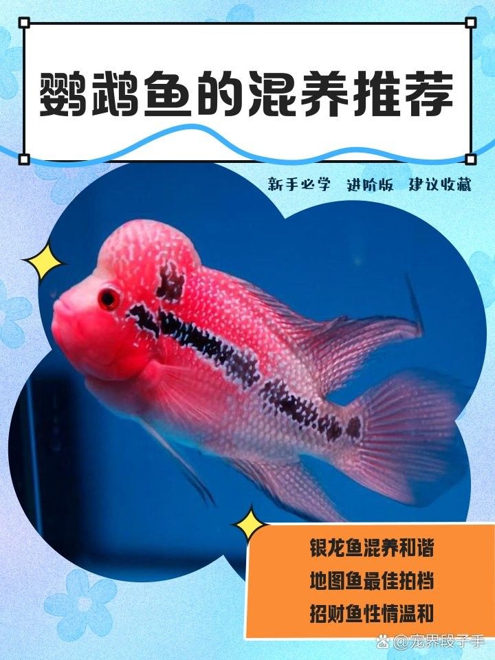 發財魚和鸚鵡魚混養會有沖突嗎？（發財魚和鸚鵡魚可以混養嗎）