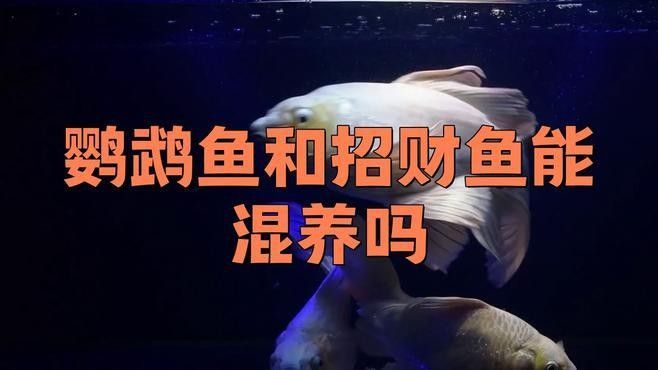 發財魚和鸚鵡魚混養會有沖突嗎？（發財魚和鸚鵡魚可以混養嗎）