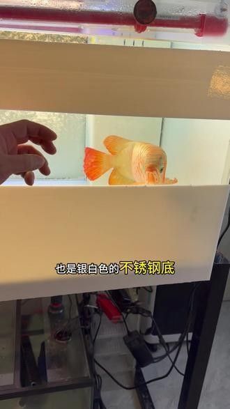 白玉龍魚的價(jià)格是多少？（白玉龍魚養(yǎng)殖攻略:白玉龍魚價(jià)格受多種因素影響）