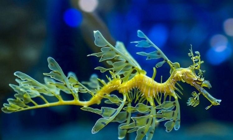 海龍魚煲湯的禁忌人群（海龍魚煲湯有5類人可不能亂喝湯這些人可不能亂喝） 海龍魚煲湯的禁忌人群（海龍魚煲湯有5類人可不能亂喝湯這些人可不能亂喝） 龍魚百科 第2張