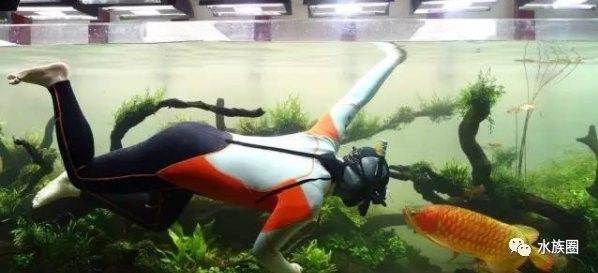 紅龍魚混養(yǎng)需要多大的缸？