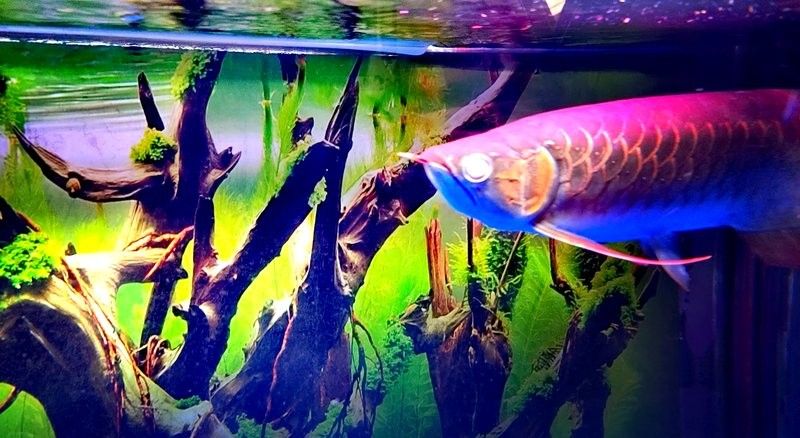 金龍魚蒙眼病多久會好（金龍魚蒙眼恢復全過程，三天到十天效果驚人） 金龍魚蒙眼病多久會好（金龍魚蒙眼恢復全過程，三天到十天效果驚人） 龍魚百科 第10張