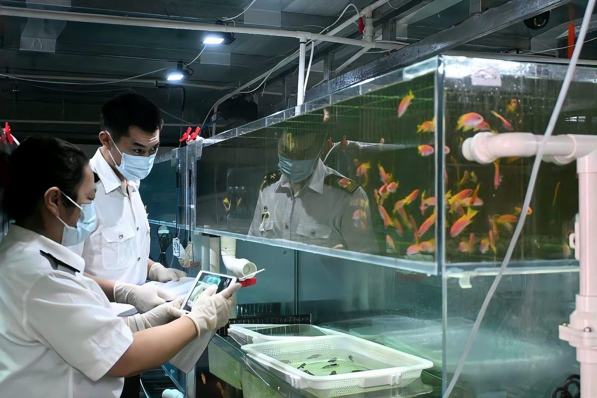 北京乾坤龍魚漁場的價格如何？（北京乾坤龍魚漁場價格如何，） 北京乾坤龍魚漁場的價格如何？（北京乾坤龍魚漁場價格如何，） 龍魚百科 第6張