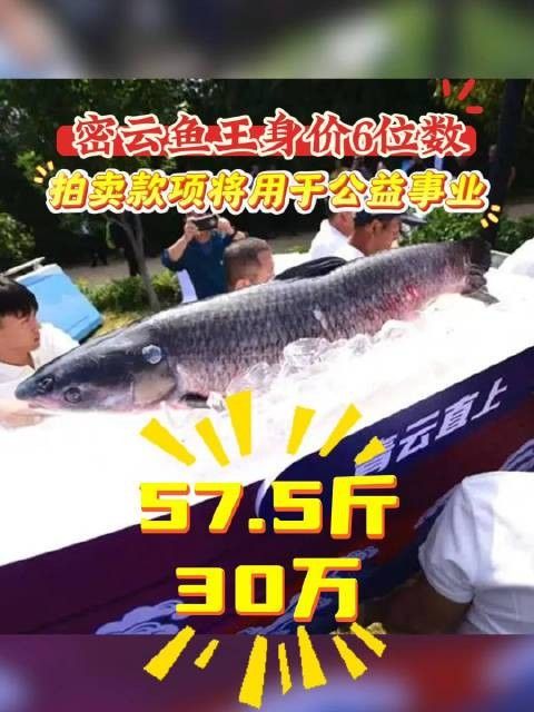 北京乾坤龍魚漁場的價格如何？（北京乾坤龍魚漁場價格如何，） 北京乾坤龍魚漁場的價格如何？（北京乾坤龍魚漁場價格如何，） 龍魚百科 第9張