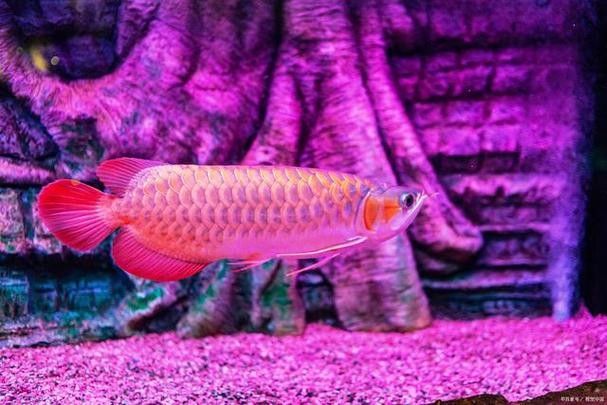 江都哪個水族館龍魚好？祥龍魚場龍魚（廣州祥龍魚場龍魚的品質鑒賞） 江都哪個水族館龍魚好？祥龍魚場龍魚（廣州祥龍魚場龍魚的品質鑒賞） 龍魚百科 第5張