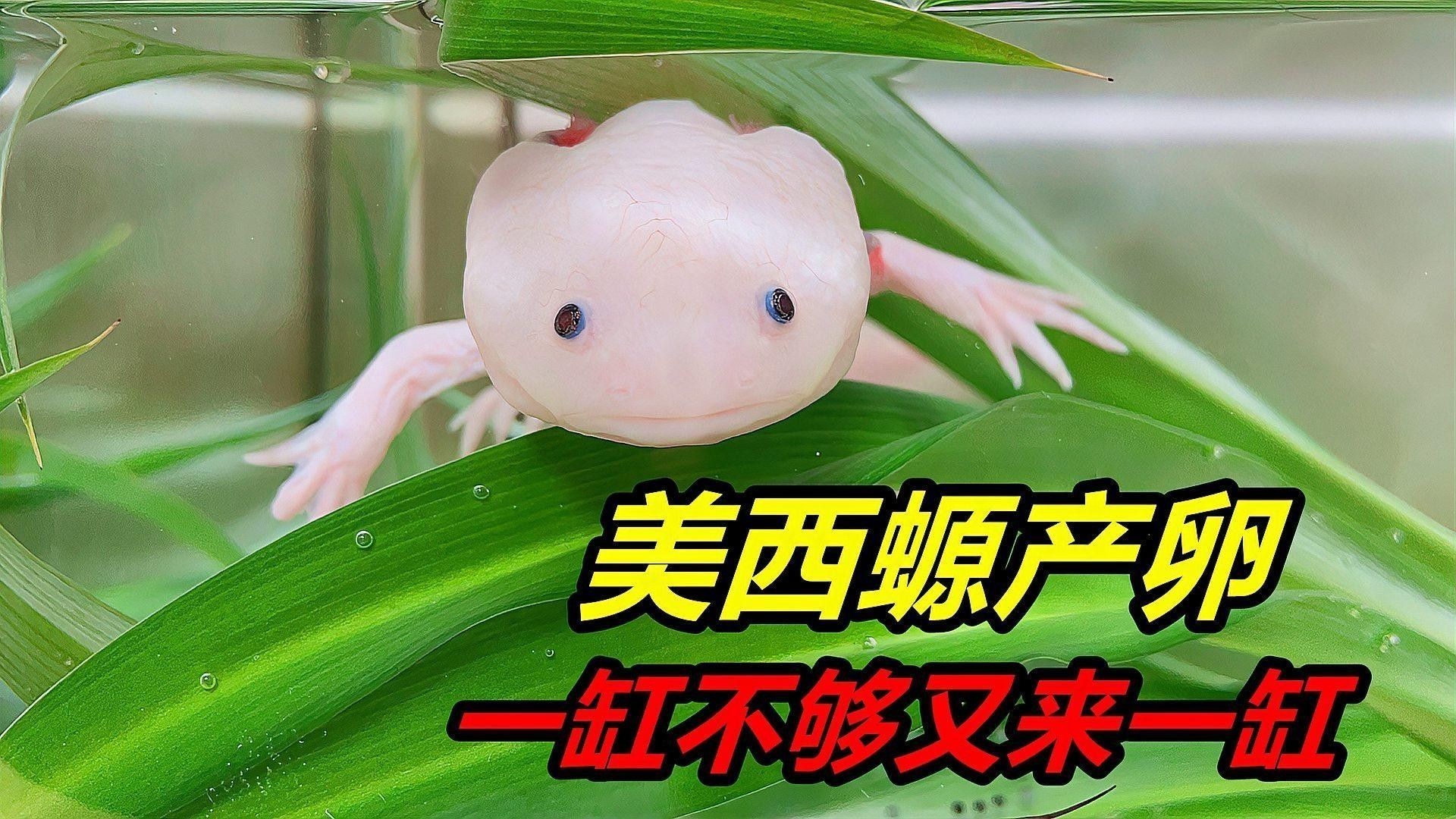六角恐龍魚繁殖一次產多少卵？（六角恐龍的繁殖習性）