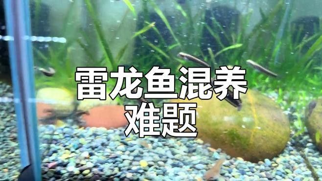 幻彩藍寶石雷龍魚能混養嗎？（幻彩藍寶石雷龍魚可以混養嗎）