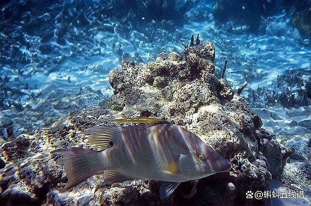 哪種恐龍魚變色最明顯？（\