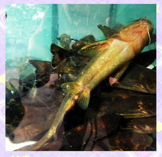 金沙江龍魚有哪些品種？（關于金沙江龍魚的一些基本信息） 金沙江龍魚有哪些品種？（關于金沙江龍魚的一些基本信息） 龍魚百科 第4張