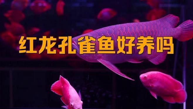 紅龍魚幼苗的飼養難度大嗎（20-30公分龍魚飼養技巧與注意事項）