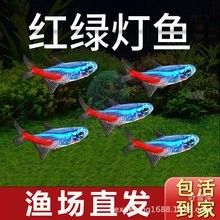 哪里可以買到金曼龍魚（金曼龍魚好養嗎金曼龍魚的購買途徑是多少金曼龍魚好養嗎） 哪里可以買到金曼龍魚（金曼龍魚好養嗎金曼龍魚的購買途徑是多少金曼龍魚好養嗎） 龍魚百科 第10張