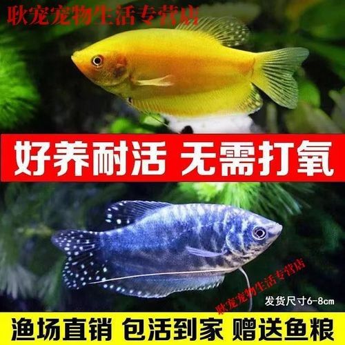 哪里可以買到金曼龍魚（金曼龍魚好養嗎金曼龍魚的購買途徑是多少金曼龍魚好養嗎） 哪里可以買到金曼龍魚（金曼龍魚好養嗎金曼龍魚的購買途徑是多少金曼龍魚好養嗎） 龍魚百科 第8張