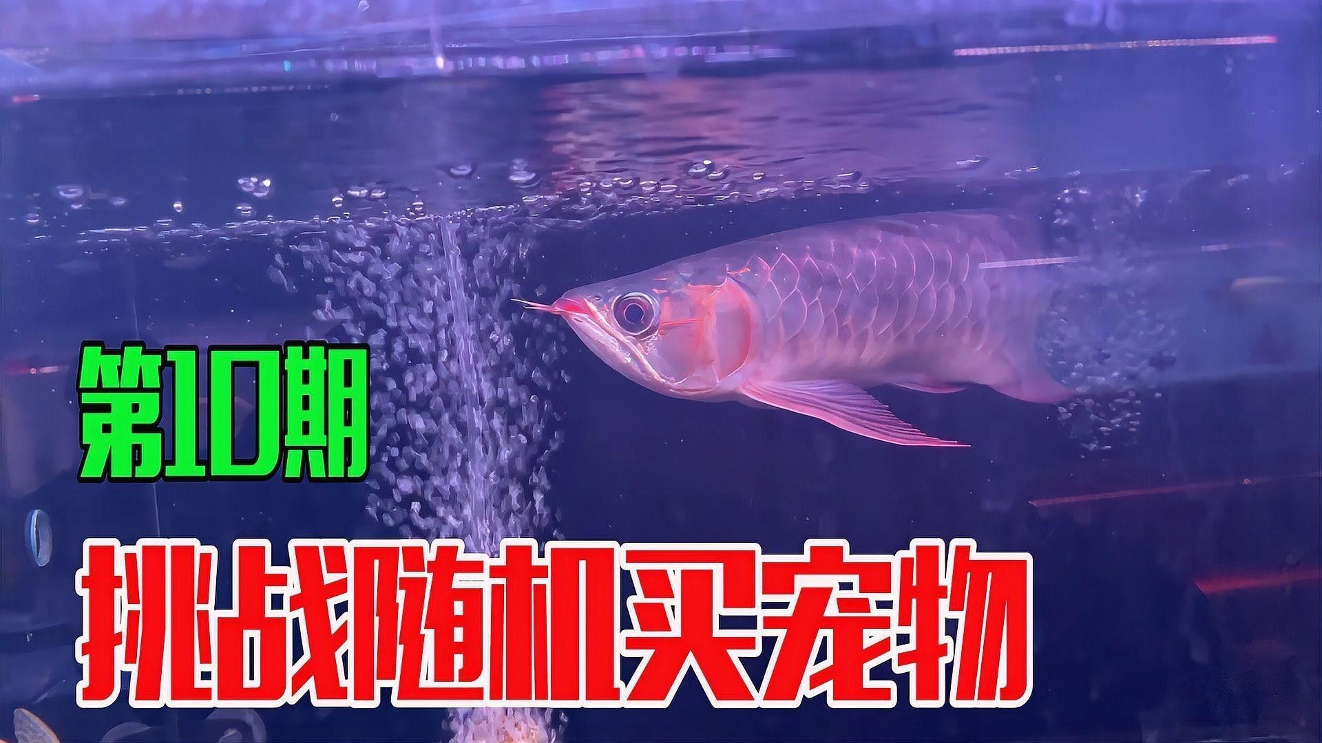 紅箭魚和曼龍魚的最佳混養比例是多少