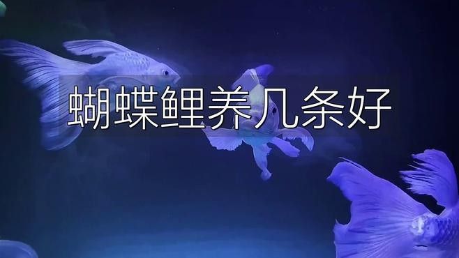 蝴蝶鯉和龍魚混養(yǎng)需要多大的魚缸（蝴蝶鯉和龍魚可以混養(yǎng)嗎）