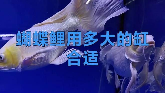 蝴蝶鯉和龍魚混養(yǎng)需要多大的魚缸（蝴蝶鯉和龍魚可以混養(yǎng)嗎）