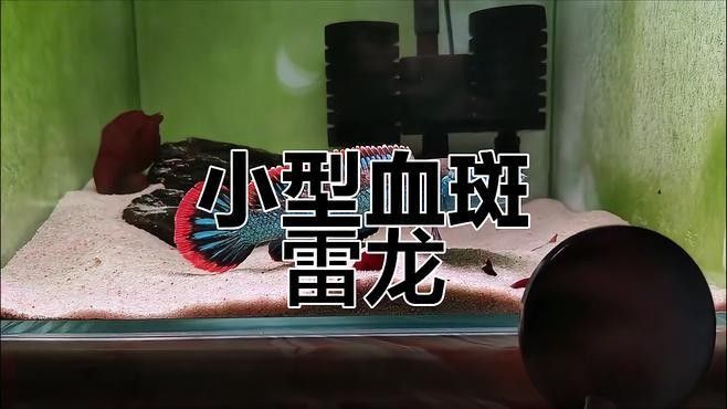 如何區分血斑雷龍魚和五斑雷龍魚？（斑雷龍魚和五斑雷龍魚的區別） 如何區分血斑雷龍魚和五斑雷龍魚？（斑雷龍魚和五斑雷龍魚的區別） 龍魚百科 第1張
