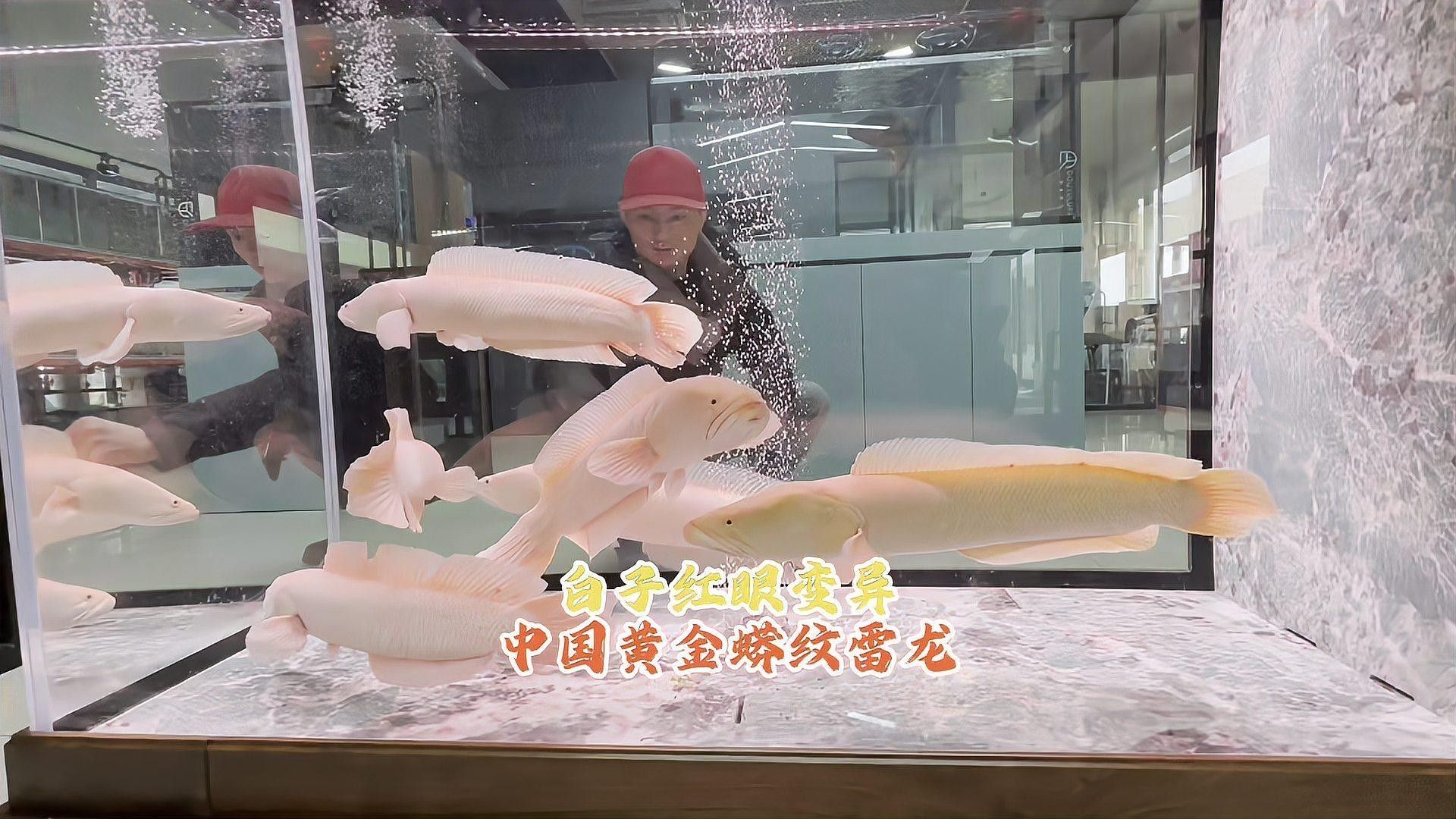 哪些龍魚品種是自然紅眼（什么是自然紅眼） 哪些龍魚品種是自然紅眼（什么是自然紅眼） 龍魚百科 第1張
