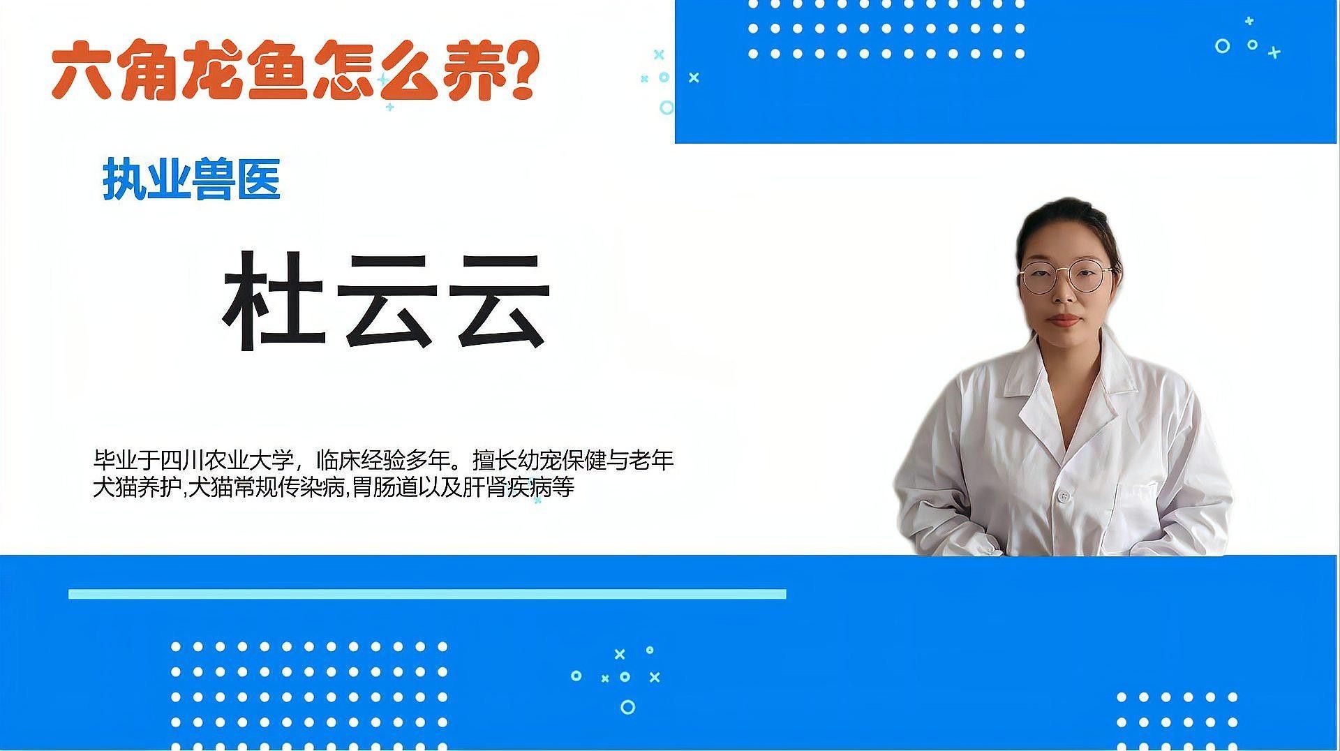 六角龍魚的價格是多少？（六角恐龍怎么養(yǎng)萌寵風向標六角恐龍怎么養(yǎng)萌寵風向標）