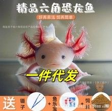 六角龍魚的價格是多少？（六角恐龍怎么養(yǎng)萌寵風向標六角恐龍怎么養(yǎng)萌寵風向標）