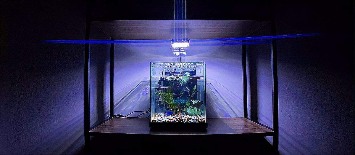 紅龍魚ph值偏高怎么辦（紅龍魚ph值偏高怎么處理紅龍魚ph值偏高問題解決方案）