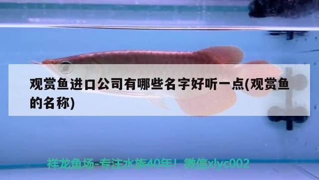 觀賞魚進口公司有哪些名字好聽一點(觀賞魚的名稱)