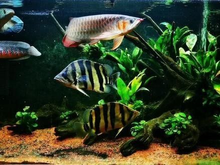 哪里可以找到更多龍魚虎魚視頻 哪里可以找到更多龍魚虎魚視頻 龍魚百科 第3張