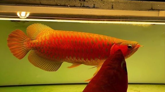 哪里可以找到更多龍魚虎魚視頻 哪里可以找到更多龍魚虎魚視頻 龍魚百科 第5張