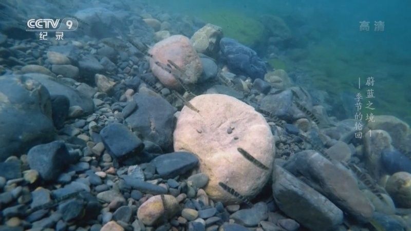 哪里可以找到更多龍魚虎魚視頻 哪里可以找到更多龍魚虎魚視頻 龍魚百科 第7張