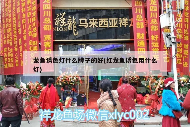 龍魚誘色燈什么牌子的好(紅龍魚誘色用什么燈) 龍魚誘色燈什么牌子的好(紅龍魚誘色用什么燈) 觀賞魚百科