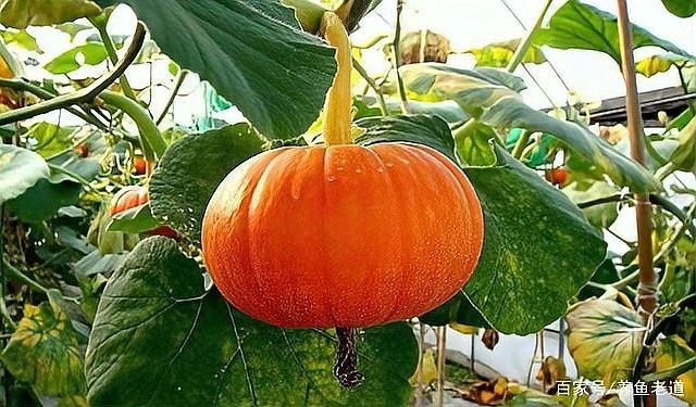 如何為紅龍魚準(zhǔn)備蔬菜？ 如何為紅龍魚準(zhǔn)備蔬菜？ 龍魚百科 第3張