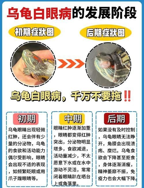 如何預防龍魚凸眼的發生(龍魚凸眼是什么原因) 龍魚百科 第1張 如何預防龍魚凸眼的發生(龍魚凸眼是什么原因) 如何預防龍魚凸眼的發生(龍魚凸眼是什么原因) 龍魚百科 第1張