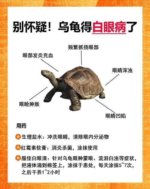 如何預防龍魚凸眼的發生(龍魚凸眼是什么原因) 龍魚百科 第5張 如何預防龍魚凸眼的發生(龍魚凸眼是什么原因) 如何預防龍魚凸眼的發生(龍魚凸眼是什么原因) 龍魚百科 第5張
