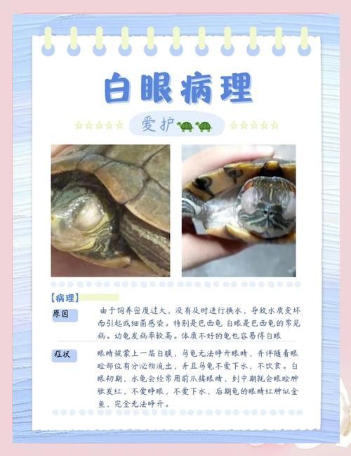 如何預防龍魚凸眼的發生(龍魚凸眼是什么原因) 龍魚百科 第4張 如何預防龍魚凸眼的發生(龍魚凸眼是什么原因) 如何預防龍魚凸眼的發生(龍魚凸眼是什么原因) 龍魚百科 第4張