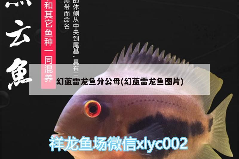 幻藍雷龍魚分公母(幻藍雷龍魚圖片)