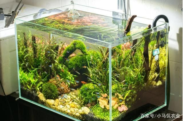 大型魚(yú)缸造景(大型魚(yú)缸造景是多用泡沫膠還是多用石頭好)