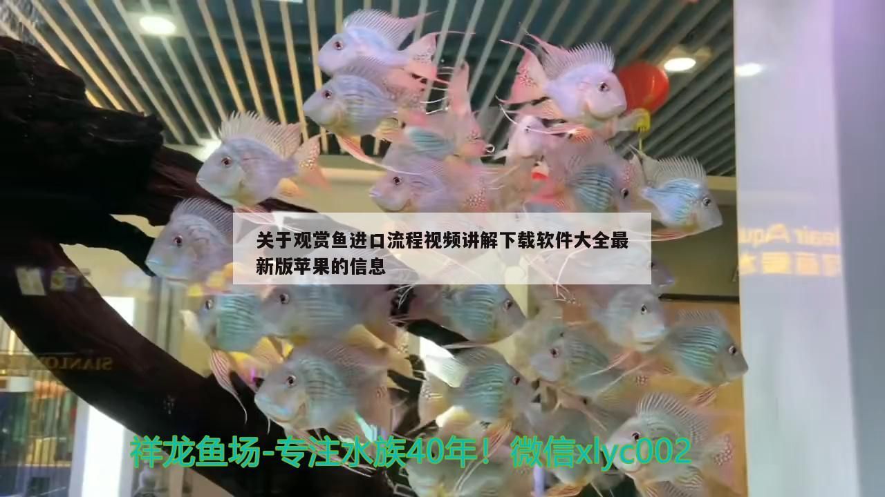 關于觀賞魚進口流程視頻講解下載軟件大全最新版蘋果的信息(觀賞魚進口流程視頻講解下載軟件大全最新版蘋果) 觀賞魚百科 第2張 關于觀賞魚進口流程視頻講解下載軟件大全最新版蘋果的信息(觀賞魚進口流程視頻講解下載軟件大全最新版蘋果) 關于觀賞魚進口流程視頻講解下載軟件大全最新版蘋果的信息(觀賞魚進口流程視頻講解下載軟件大全最新版蘋果) 觀賞魚百科 第2張