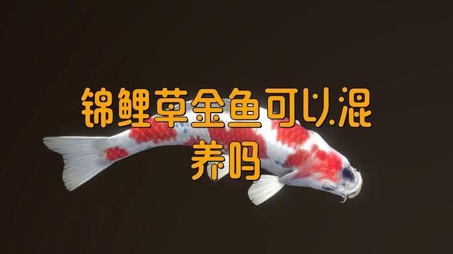 草金魚和錦鯉混養(yǎng)需要多大的魚缸？（草金魚和錦鯉混養(yǎng)的利與弊全解析） 草金魚和錦鯉混養(yǎng)需要多大的魚缸？（草金魚和錦鯉混養(yǎng)的利與弊全解析） 龍魚百科 第2張