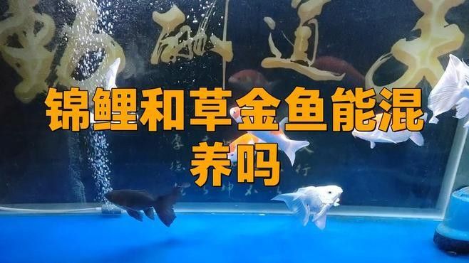 草金魚和錦鯉混養(yǎng)需要多大的魚缸？（草金魚和錦鯉混養(yǎng)的利與弊全解析） 草金魚和錦鯉混養(yǎng)需要多大的魚缸？（草金魚和錦鯉混養(yǎng)的利與弊全解析） 龍魚百科 第1張