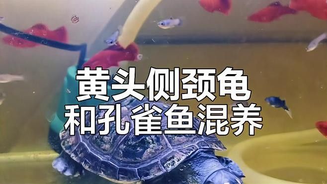黃頭側頸龜和什么魚混養最佳（與黃頭側頸龜混養的技巧與注意事項全解探索無盡公路聽） 黃頭側頸龜和什么魚混養最佳（與黃頭側頸龜混養的技巧與注意事項全解探索無盡公路聽） 龍魚百科 第1張