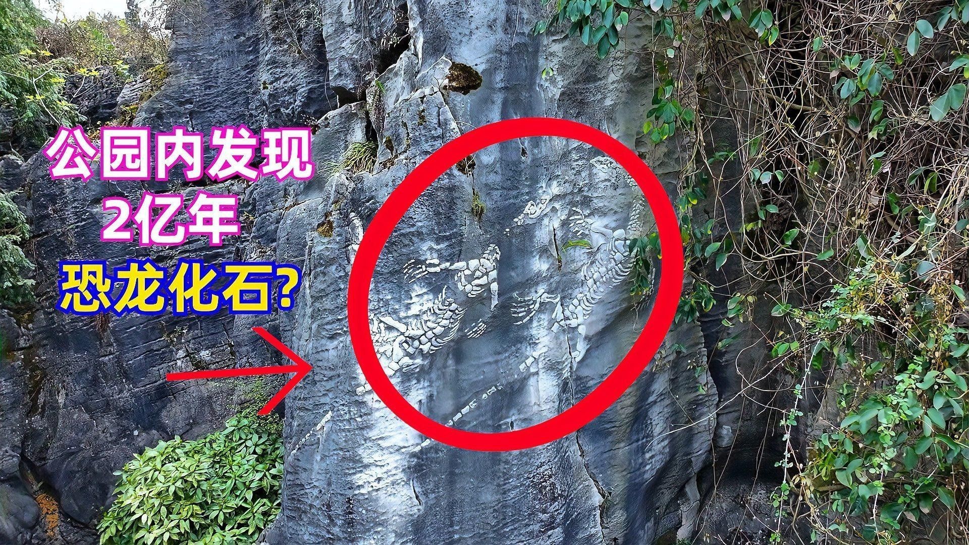貴州龍魚化石的市場行情如何