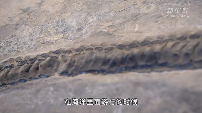 貴州龍魚化石的市場行情如何