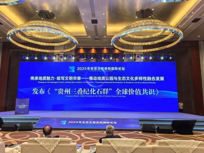 貴州龍魚化石的市場行情如何