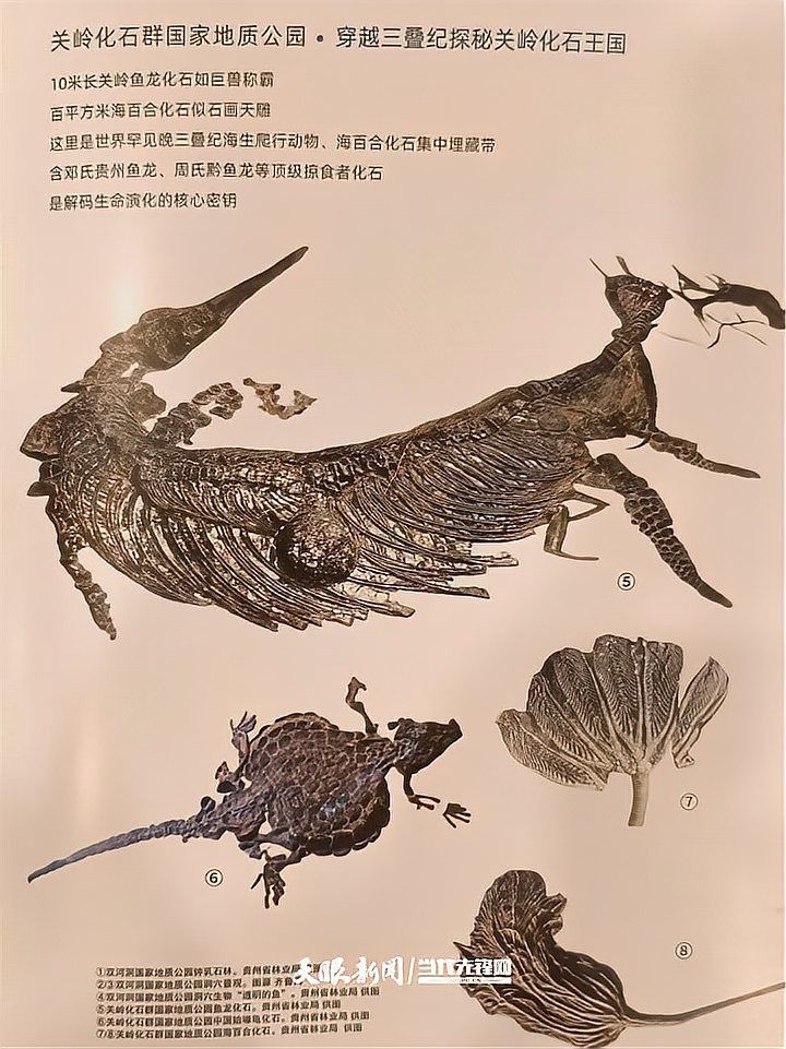 貴州龍魚化石的市場行情如何