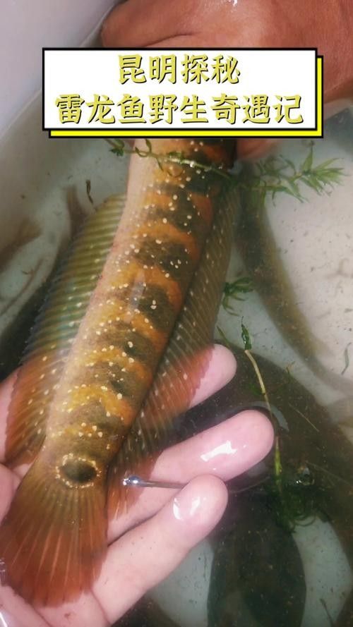 如何判斷云南雷龍魚的品相
